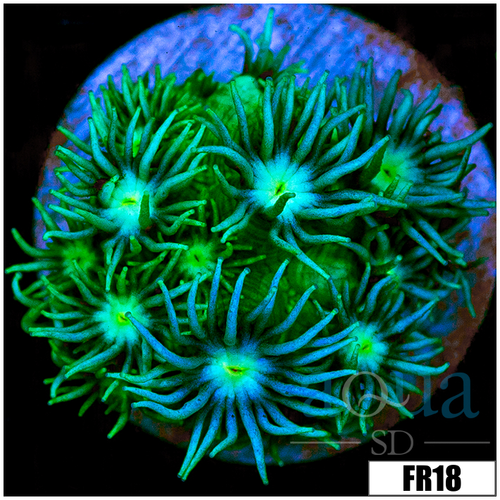 Neon Star Goni