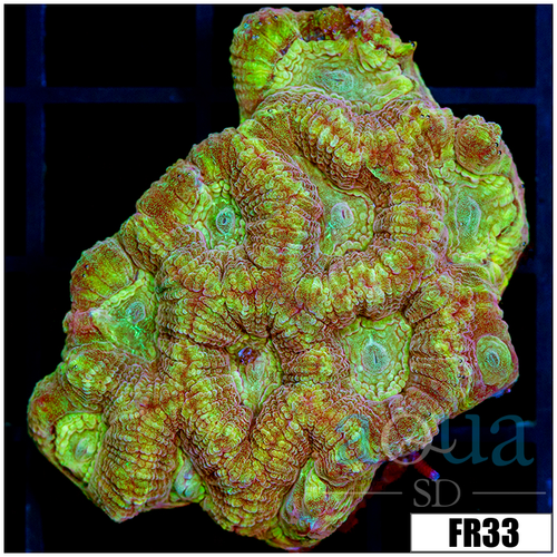 Yellow Soul Favia