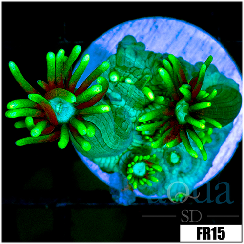 Neon Star Goni