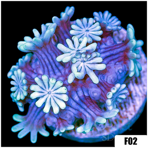 Ice Petals Alveopora