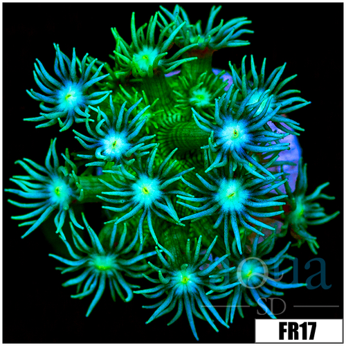 Neon Star Goni