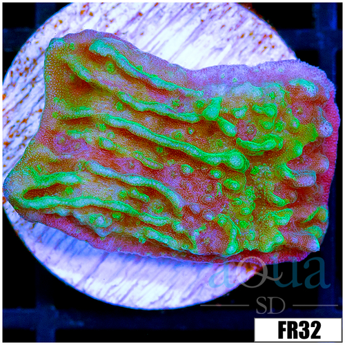 JF Cold Fusion Montipora