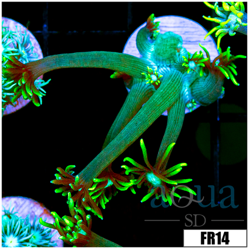 Neon Star Goni