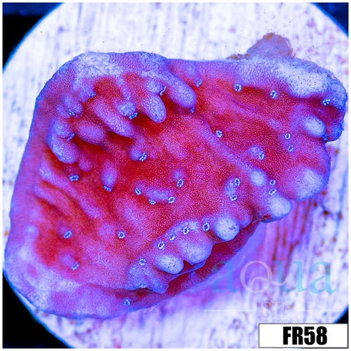 Purple Haze Montipora