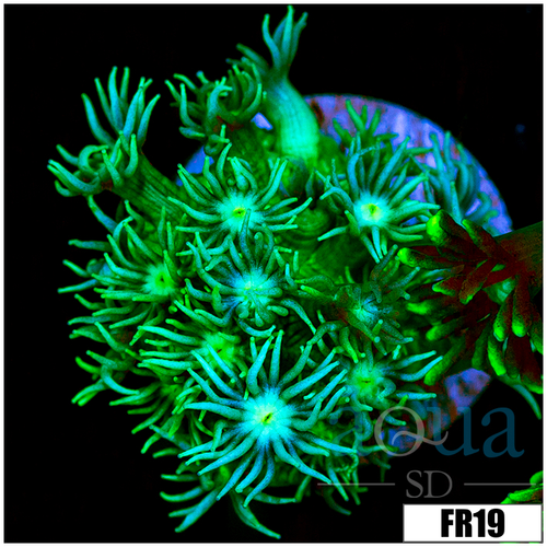 Neon Star Goni