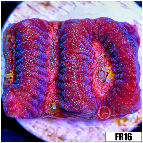Pink Desire Favia