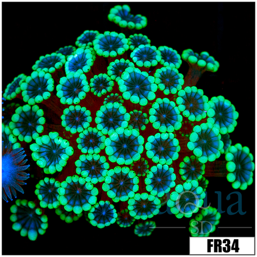 Green Petals Alveopora