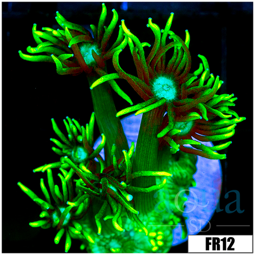 Neon Star Goni