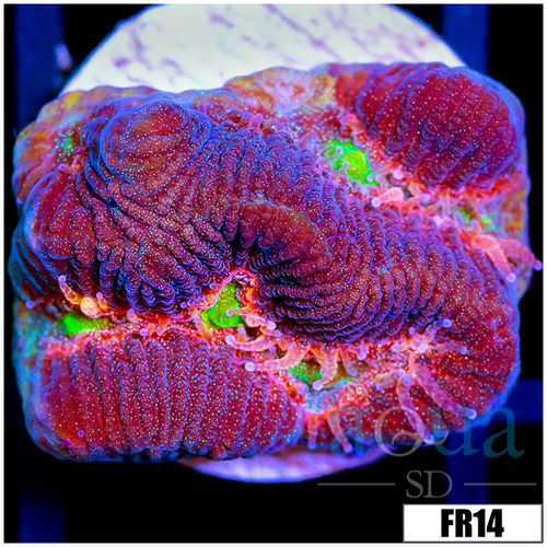 Pink Desire Favia