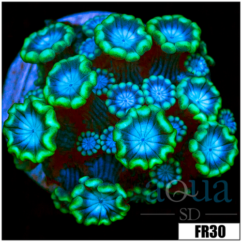 Green Petals Alveopora