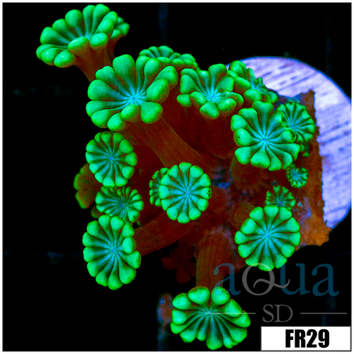 Green Petals Alveopora