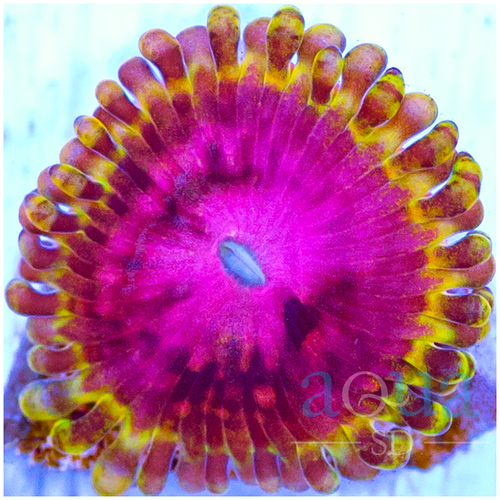 ASD Pink Diamond Zoanthids