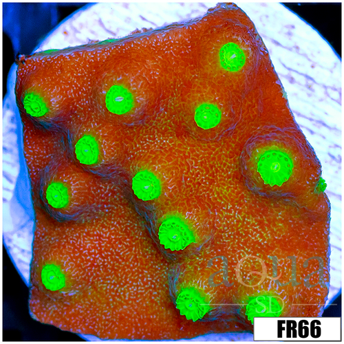 Nuclear Scroll Coral
