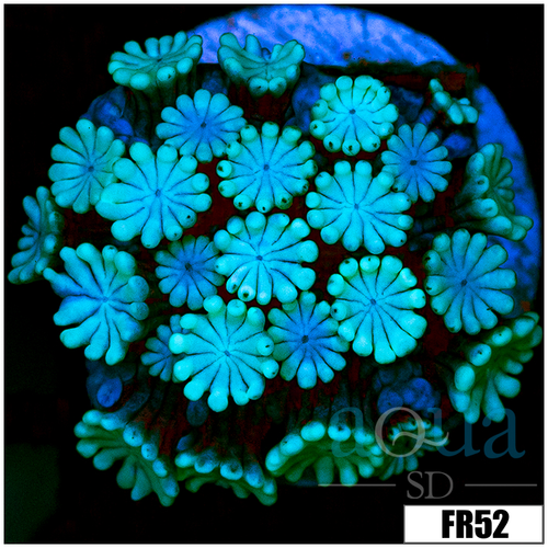 Ice Petals Alveopora