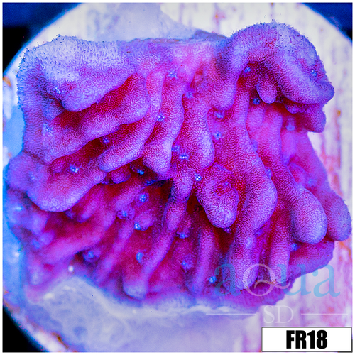 Purple Haze Montipora
