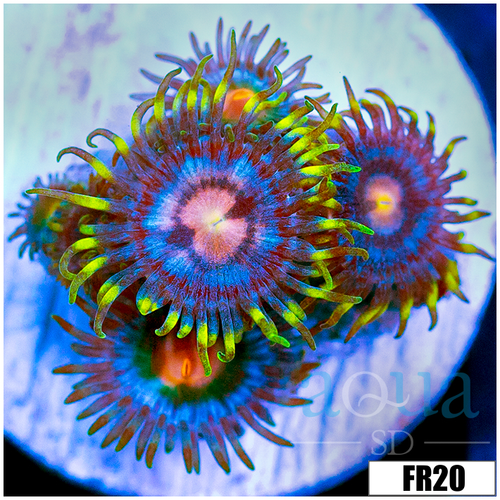 Laser Lemon Zoanthids