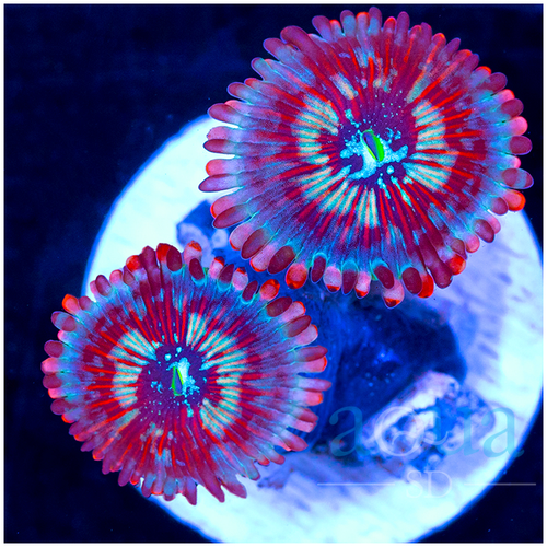 ASD White Zombie Zoanthids