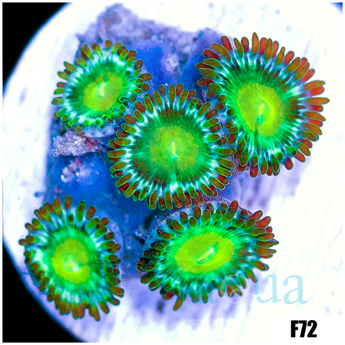 Dragon Eyes Zoanthids
