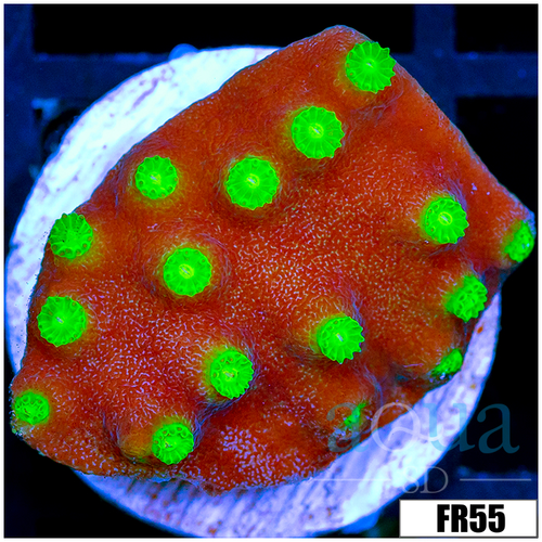 Nuclear Scroll Coral