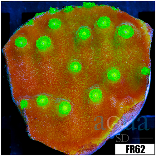 Nuclear Scroll Coral