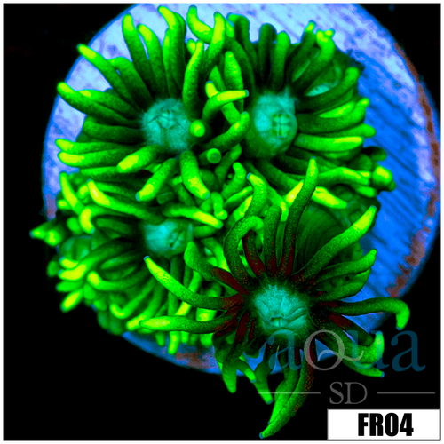 Neon Star Goni