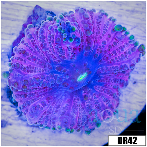 ASD Cotton Candy Brandy Yuma