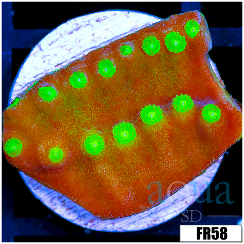 Nuclear Scroll Coral