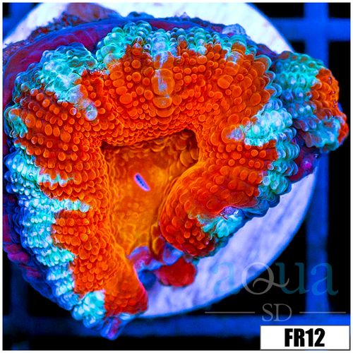 Teal Claw Acan Lord