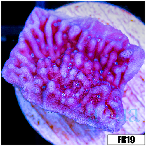 Purple Haze Montipora
