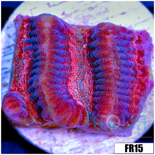 Pink Desire Favia