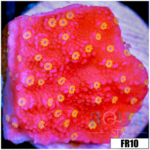 Sunburst Montipora