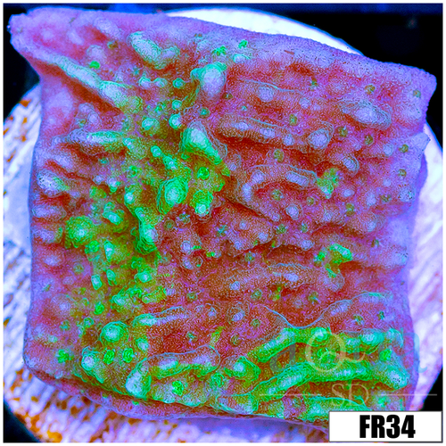 JF Cold Fusion Montipora