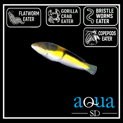 Yellow Head Wrasse; Atl. - Halichoeres garnoti