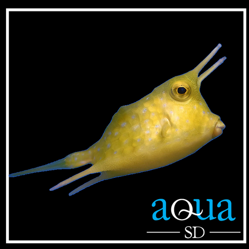 Long Horned Cowfish - Lactoria cornuta