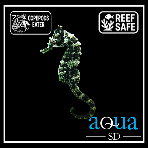 Erectus Seahorse; Black; Atl. - Hippocampus erectus