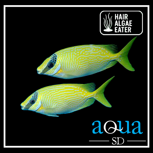 Blue Lined Rabbit Fish - Siganus puellus