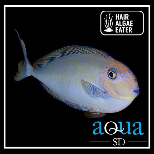 Spotted Unicorn Tang - Naso brevirostris