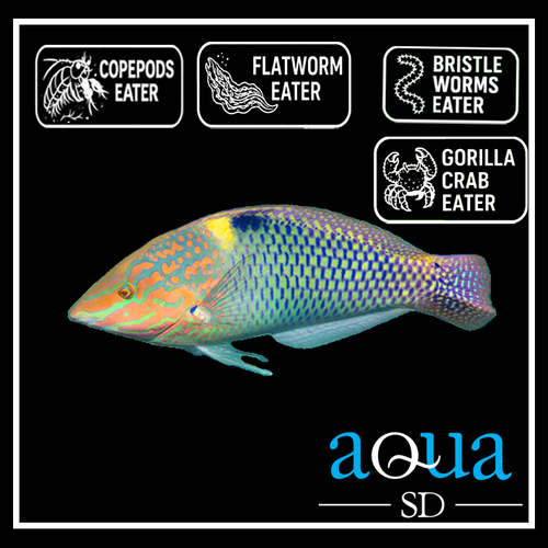 Marble Wrasse - Halichoeres hortulanus