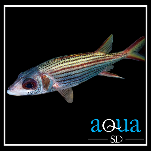 Metallic Squirrel Fish - Neoniphon sp.