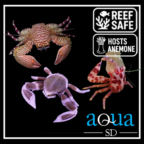 Porcelain Crab; Atl - Neopetrolisthes sp.
