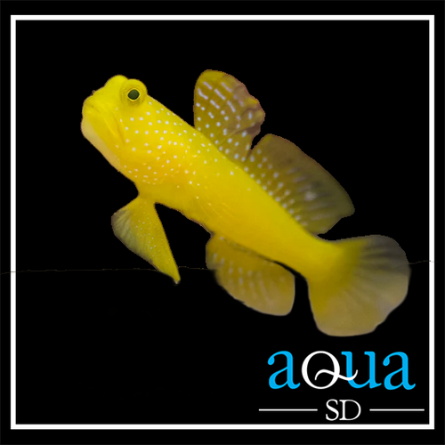 Yellow Watchman - Cryptocentrus cinctus