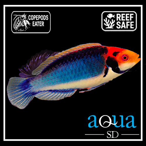 Clown Fairy Wrasse - Cirrhilabrus solorensis