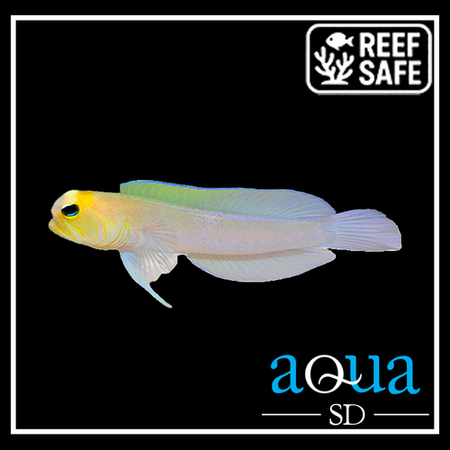 Pearly Jawfish; Atl. - Opistognathus aurifons