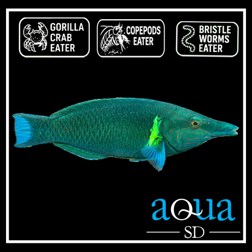 Green Bird Wrasse - Gomphosus varius