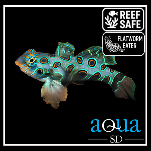 Yellow (Target) Mandarin Goby - Synchiropus picturatus