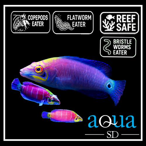 Five Bar Mystery Wrasse; Mar. - Pseudocheilinus ocellatus