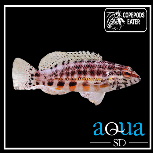 Lantern Basslet; Atl. - Serranus baldwini