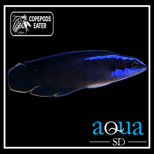 Springeri Pseudo; C.B. - Pseudochromis springeri
