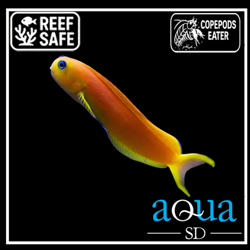 Midas Blenny; Golden; Africa - Ecsenius midas