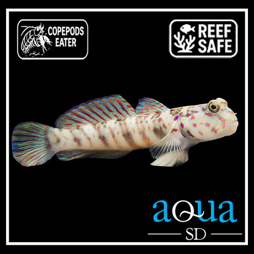 Watchman Goby (Pink-Blue Spot) - Cryptocentrus leptocephalus